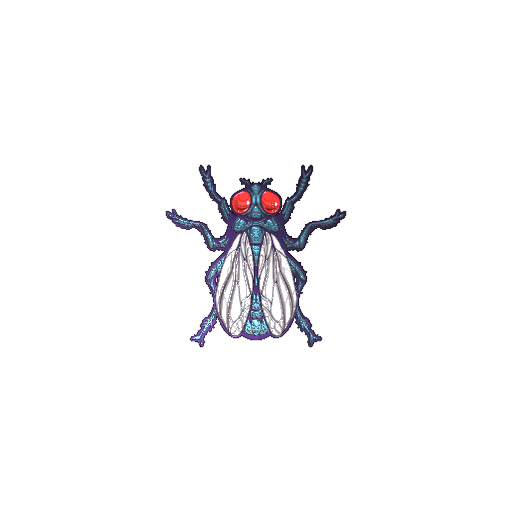 Fruit Fly (Foil)